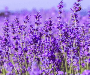 Essential oils collection – wellness aromatherapy botanical image